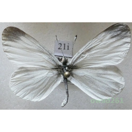 Leptidea sinapis (Linnaeus, 1758) Czech21i